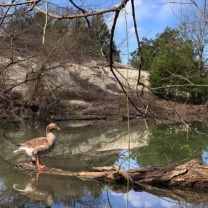 Sophia The Goose Guest Post By Rev Sarah Wells Macias Preacher Pastoralist Eco Theologian And Environmental Activist Jann Aldredge Clanton