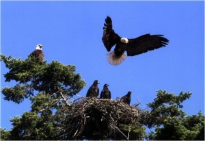 Eagle, nest with young